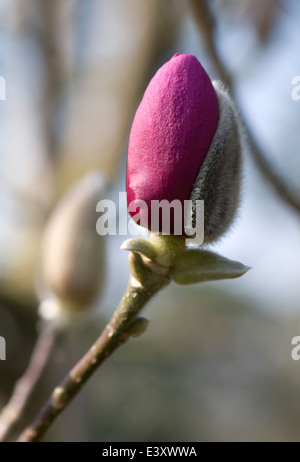 Magnolia 'Black Tulip" entrée en fleur. Sir Harold Hillier Gardens. Banque D'Images