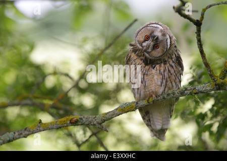 Le hibou moyen-duc de tordre la tête, de l'Europe Banque D'Images