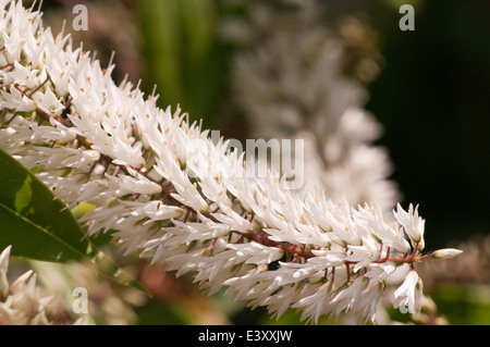 Hebe blanc fleurs Banque D'Images