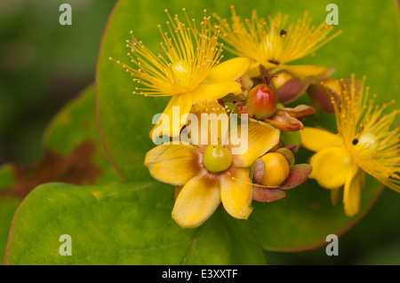 Fleurs jaune d'Hypericum androsaemum connu comme Tutsan Banque D'Images