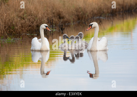 Cygne muet family enjoying soir d'été Banque D'Images