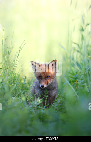 Kit Red Fox (Vulpes vulpes) Banque D'Images