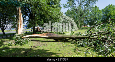 Les arbres tombés réside dans un parc à Herne, Ruhr, à l'ouest de l'Allemagne après un violent orage le soir de juin, 9th, 2014 Banque D'Images