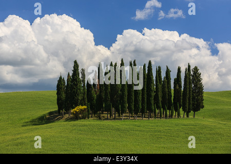 Cercle de cyprès près de Torrenieri en plein cœur de la Toscane, Italie Banque D'Images