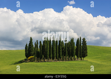 Cercle de cyprès près de Torrenieri en plein cœur de la Toscane, Italie Banque D'Images