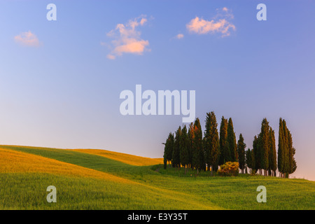 Cyprès à Torrenieri, près de Montalcino en plein coeur de la Toscane en Italie Banque D'Images