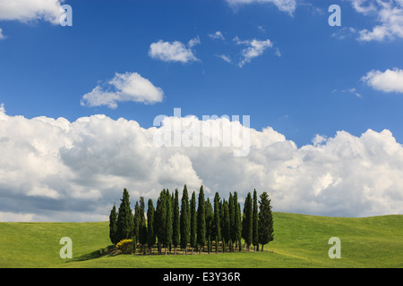 Cercle de cyprès près de Torrenieri en plein cœur de la Toscane, Italie Banque D'Images