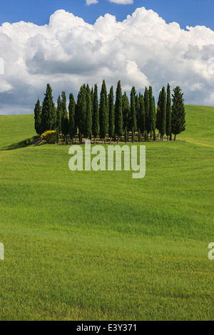 Cercle de cyprès près de Torrenieri en plein cœur de la Toscane, Italie Banque D'Images