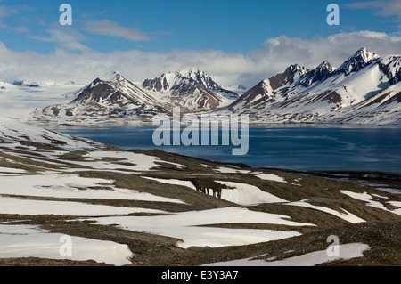 Moucheté de neige montagnes bordant la baie de Trygghamna d'admission, par Alkhornet, Isfjorden, Spitzberg, archipel du Svalbard, Norvège Banque D'Images