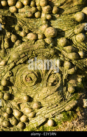 Dite nodulaire excroissances sur un tronc d'arbre Holly dans Holehird Gardens, Windermere, Cumbria, Royaume-Uni. Banque D'Images