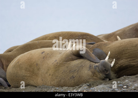 Groupe de morse (Odobenus rosmarus) la nuit chez un halage sur la plage de Prins Karls Forland, au large de l'archipel de Svalbard, Spitzberg, Norvège Banque D'Images