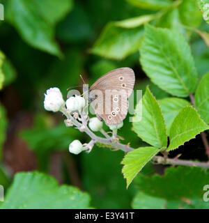 Reigate, Surrey, UK. 1er juillet 2014. UK Temps chaud fait ressortir les papillons dans les North Downs. Mardi 1er juillet 2014. Un 'un papillon Aphantopus hyperantus" reposant sur une fleur de ronce dans une haie au pied des dunes du nord à Reigate, Surrey Crédit : Photo de l'agent de Lindsay / Alamy Live News Banque D'Images