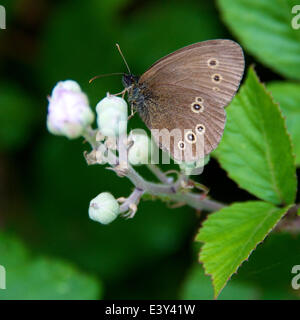 Reigate, Surrey, UK. 1er juillet 2014. UK Temps chaud fait ressortir les papillons dans les North Downs. Mardi 1er juillet 2014. Un 'un papillon Aphantopus hyperantus" reposant sur une fleur de ronce dans une haie au pied des dunes du nord à Reigate, Surrey Crédit : Photo de l'agent de Lindsay / Alamy Live News Banque D'Images