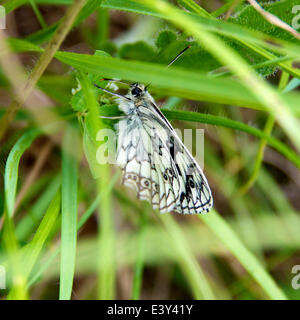 Reigate, Surrey, UK. 1er juillet 2014. UK Temps chaud fait ressortir les papillons dans les North Downs. Mardi 1er juillet 2014. Un papillon blanc marbré Melanargia galathea reposant sur un brin d'herbe dans une prairie sauvage au pied des North Downs à Reigate, Surrey Crédit : Photo de l'agent de Lindsay / Alamy Live News Banque D'Images