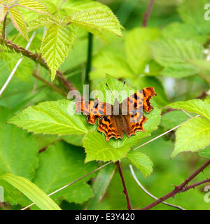 Reigate, Surrey, UK. 1er juillet 2014. UK Temps chaud fait ressortir les papillons dans les North Downs. Mardi 1er juillet 2014. Une virgule 'Papillon Polygonia c-album' reposant sur une feuille de mûrier dans une haie au pied des dunes du nord à Reigate, Surrey Crédit : Photo de l'agent de Lindsay / Alamy Live News Banque D'Images