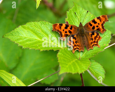 Reigate, Surrey, UK. 1er juillet 2014. UK Temps chaud fait ressortir les papillons dans les North Downs. Mardi 1er juillet 2014. Une virgule 'Papillon Polygonia c-album' reposant sur une feuille de mûrier dans une haie au pied des dunes du nord à Reigate, Surrey Crédit : Photo de l'agent de Lindsay / Alamy Live News Banque D'Images