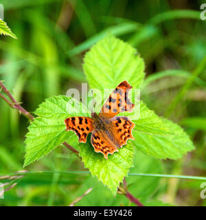 Reigate, Surrey, UK. 1er juillet 2014. UK Temps chaud fait ressortir les papillons dans les North Downs. Mardi 1er juillet 2014. Une virgule 'Papillon Polygonia c-album' reposant sur une feuille de mûrier dans une haie au pied des dunes du nord à Reigate, Surrey Crédit : Photo de l'agent de Lindsay / Alamy Live News Banque D'Images