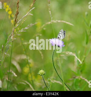 Reigate, Surrey, UK. 1er juillet 2014. UK Temps chaud fait ressortir les papillons dans les North Downs. Mardi 1er juillet 2014. Un elanargia "Papillon blanc marbré' galathea reposant sur un Field Scabious flower dans une prairie sauvage au pied des North Downs à Reigate, Surrey Crédit : Photo de l'agent de Lindsay / Alamy Live News Banque D'Images