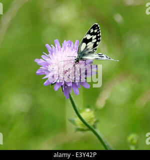 Reigate, Surrey, UK. 1er juillet 2014. UK Temps chaud fait ressortir les papillons dans les North Downs. Mardi 1er juillet 2014. Un elanargia "Papillon blanc marbré' galathea reposant sur un Field Scabious flower dans une prairie sauvage au pied des North Downs à Reigate, Surrey Crédit : Photo de l'agent de Lindsay / Alamy Live News Banque D'Images