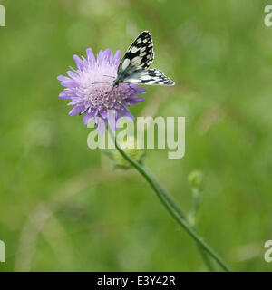 Reigate, Surrey, UK. 1er juillet 2014. UK Temps chaud fait ressortir les papillons dans les North Downs. Mardi 1er juillet 2014. Un elanargia "Papillon blanc marbré' galathea reposant sur un Field Scabious flower dans une prairie sauvage au pied des North Downs à Reigate, Surrey Crédit : Photo de l'agent de Lindsay / Alamy Live News Banque D'Images