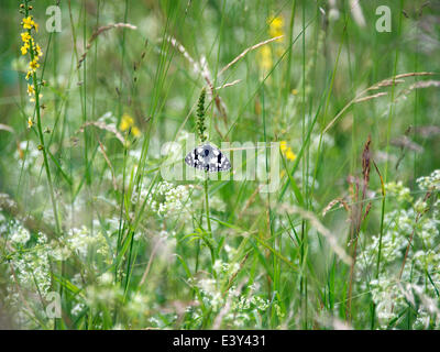 Reigate, Surrey, UK. 1er juillet 2014. UK Temps chaud fait ressortir les papillons dans les North Downs. Mardi 1er juillet 2014. Un elanargia "Papillon blanc marbré' galathea reposant sur un brin d'herbe dans une prairie sauvage au pied des North Downs à Reigate, Surrey Crédit : Photo de l'agent de Lindsay / Alamy Live News Banque D'Images