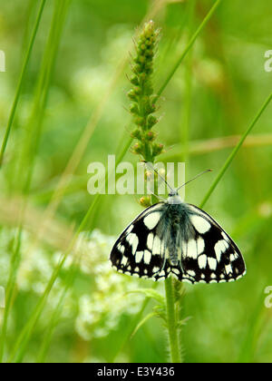 Reigate, Surrey, UK. 1er juillet 2014. UK Temps chaud fait ressortir les papillons dans les North Downs. Mardi 1er juillet 2014. Un elanargia "Papillon blanc marbré' galathea reposant sur un brin d'herbe dans une prairie sauvage au pied des North Downs à Reigate, Surrey Crédit : Photo de l'agent de Lindsay / Alamy Live News Banque D'Images