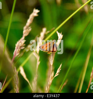 Reigate, Surrey, UK. 1er juillet 2014. UK Temps chaud fait ressortir les papillons dans les North Downs. Mardi 1er juillet 2014. Un grand patron 'Papillon' Ochlodes sylvanus repose sur l'herbe dans une prairie sauvage au pied des North Downs à Reigate, Surrey Crédit : Photo de l'agent de Lindsay / Alamy Live News Banque D'Images