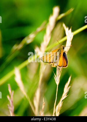 Reigate, Surrey, UK. 1er juillet 2014. UK Temps chaud fait ressortir les papillons dans les North Downs. Mardi 1er juillet 2014. Un grand patron 'Papillon' Ochlodes sylvanus repose sur l'herbe dans une prairie sauvage au pied des North Downs à Reigate, Surrey Crédit : Photo de l'agent de Lindsay / Alamy Live News Banque D'Images