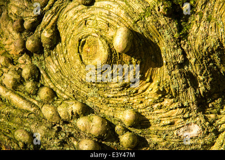 Dite nodulaire excroissances sur un tronc d'arbre Holly dans Holehird Gardens, Windermere, Cumbria, Royaume-Uni. Banque D'Images