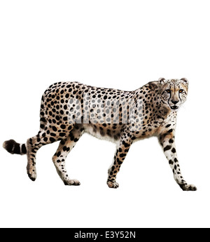 Aquarelle peinture digitale de Walking Cheetah isolé sur fond blanc Banque D'Images