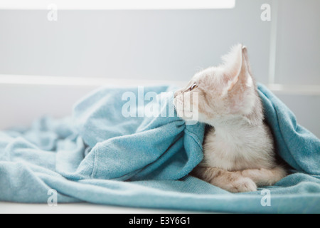 Tabby kitten sous couverture Banque D'Images