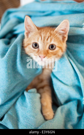 Tabby kitten sous couverture Orange Banque D'Images