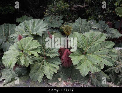 Parapluie du pauvre, Gunnera insignis, Parc National Poas Banque D'Images