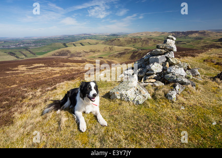 Un Border Collie sur haut de Scawdmans colline au-dessus de Biggar dans les hautes terres du sud de l'Écosse, au Royaume-Uni. Banque D'Images