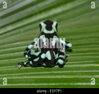 Noir et vert grenouille Dendrobates auratus, Poison, homme portant sur son dos le têtard Banque D'Images