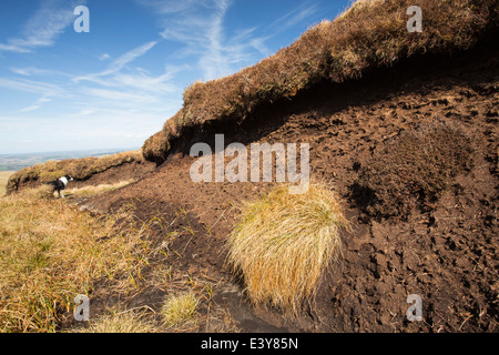 Hags sur tourbe banque roi tête au-dessus de Biggar dans le Southern Uplands d'Écosse, Royaume-Uni. Banque D'Images