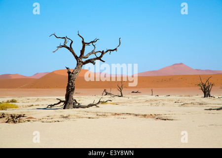 Camel thorn arbres avec dunes rouges à l'arrière-plan. À Deadvlei, Sossusvlei. Banque D'Images