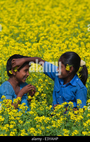 Champ de moutarde moutarde au Bangladesh est un temps frais et des cultures est cultivé à partir de graines semées au début du printemps. À partir de la mi décembre à la fin janvier, le Bangladesh agriculteurs cultivent leurs cultures de moutarde jaune aux couleurs vives des fleurs qui sont en pleine floraison. Banque D'Images