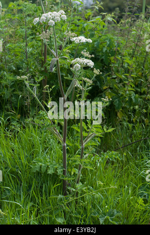 Berce du Caucase, Heracleum sphondylium ; blanc umbellifer fleurs sur la masse des déchets en été Banque D'Images