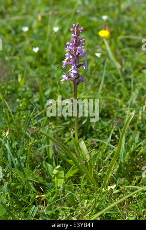 Une orchidée parfumée, Gymnadenia conopsea, plantes de prairie en été craie court Banque D'Images