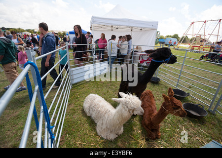 Salon de l'agriculture, Northwood, île de Wight, Angleterre, RU Banque D'Images