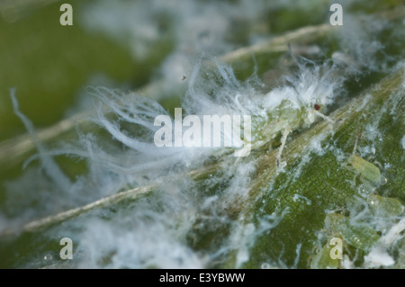 Photomicrographie d'un puceron laineux Phyllaphis fagi, hêtre, colonie sur la face inférieure des jeunes feuilles de hêtre haie Banque D'Images