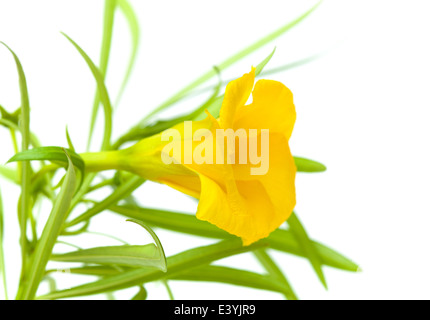 Oleander jaune flower isolated on white Banque D'Images