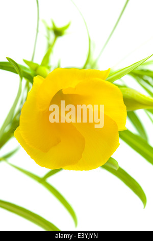 Oleander jaune flower isolated on white Banque D'Images