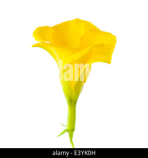 Oleander jaune flower isolated on white Banque D'Images