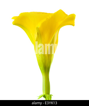 Oleander jaune flower isolated on white Banque D'Images