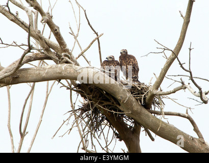 Deux rouges à queue rousse Chicks in Nest Banque D'Images