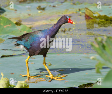 Violet Gallinule (Porphyrio martinica) marchant sur les feuilles flottantes de lotus dans un lac. Banque D'Images