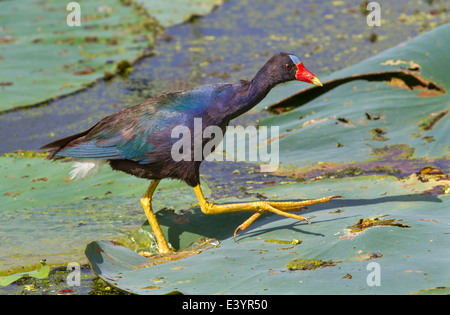 Violet Gallinule (Porphyrio martinica) marchant sur les feuilles flottantes de lotus dans un lac. Banque D'Images