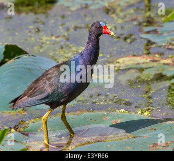 Violet Gallinule (Porphyrio martinica) marchant sur les feuilles flottantes de lotus dans un lac. Banque D'Images